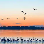 Hc Lejlighed Torreira